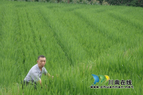泸县太伏镇伏龙村1500亩制种引领贫困户脱贫(图1)