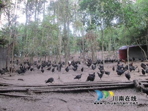 合江榕山镇因地制宜抓好贫困村产业发展(图2)