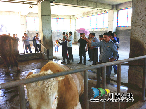 叙永观兴：山关村村社干部和贫困户代表参观学习产业发展先进经验(图1)
