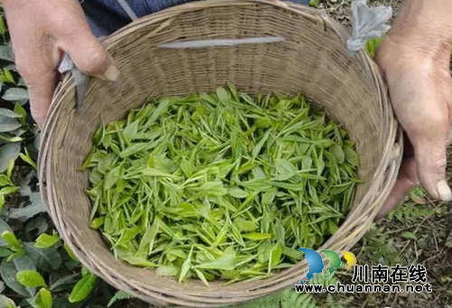 官国柱：&nbsp;&nbsp;&nbsp;人生如茶，心是茶魂