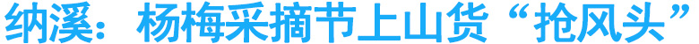 纳溪：杨梅采摘节&nbsp;上山货“抢风头”