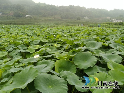 泸州泰安:这里不仅能赏花拍照 还能挣大钱(图18) 泸州泰安:这里不仅能赏花拍照 还能挣大钱(图18)
