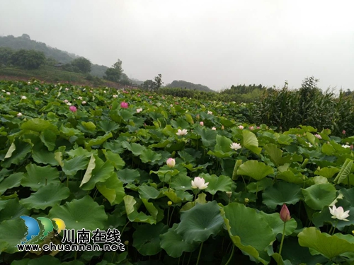 泸州泰安:这里不仅能赏花拍照 还能挣大钱(图17) 泸州泰安:这里不仅能赏花拍照 还能挣大钱(图17)