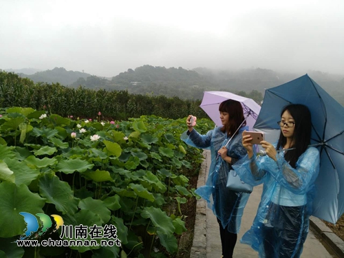 泸州泰安:这里不仅能赏花拍照 还能挣大钱(图12) 泸州泰安:这里不仅能赏花拍照 还能挣大钱(图12)