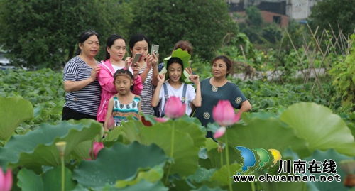 泸州泰安:这里不仅能赏花拍照 还能挣大钱(图16) 泸州泰安:这里不仅能赏花拍照 还能挣大钱(图16)