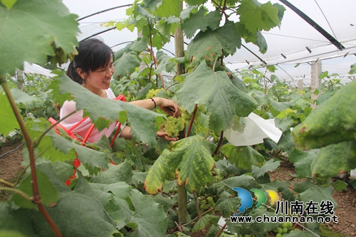纳溪:“秀林香”无公害种植葡萄即将大丰收(图1) 纳溪:“秀林香”无公害种植葡萄即将大丰收(图1)