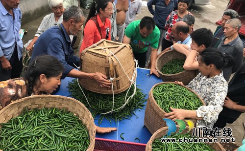 泸县太伏镇辣椒种植助农增收(图1)