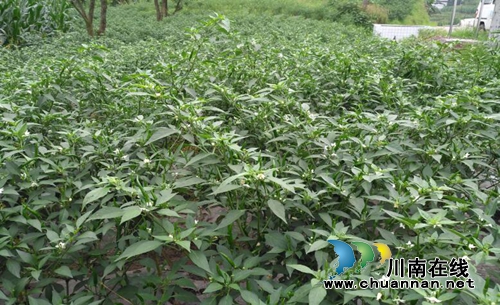 泸县太伏镇辣椒种植助农增收(图2)