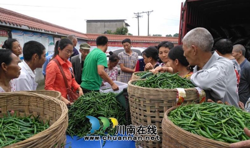 泸县太伏镇辣椒种植助农增收(图3)