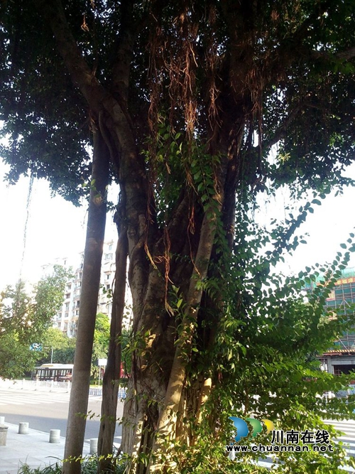 申家寿：泸州街头，那道奇美的风景线&nbsp;（醉美泸州）(图4)