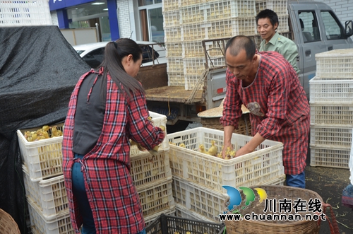 泸县残联到太伏镇开展送鸭苗活动(图2) 泸县残联到太伏镇开展送鸭苗活动(图2)