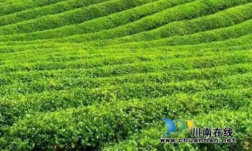 官国柱：品茶是生活的化妆