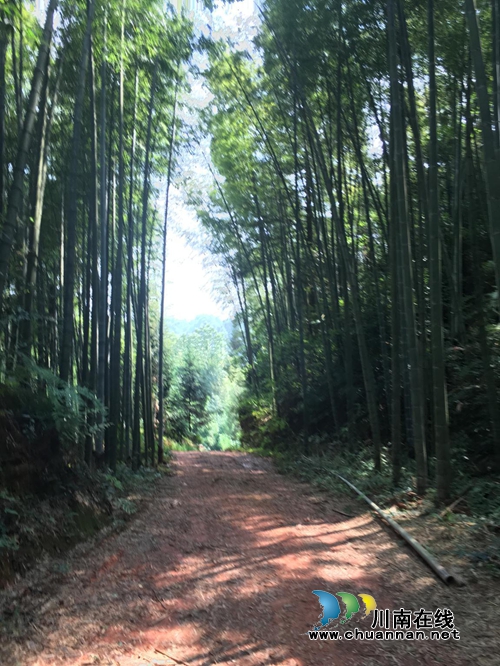 合江自怀镇深山养蜂女郎的“蜜糖”生活(图1) 合江自怀镇深山养蜂女郎的“蜜糖”生活(图1)