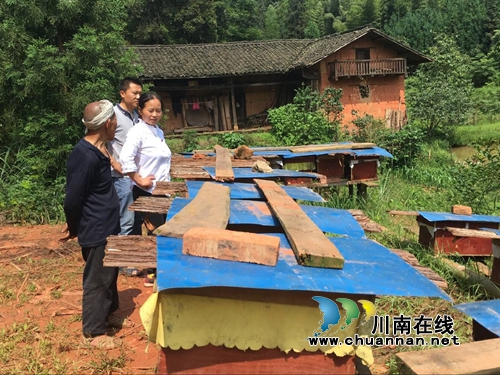 合江自怀镇深山养蜂女郎的“蜜糖”生活(图3) 合江自怀镇深山养蜂女郎的“蜜糖”生活(图3)