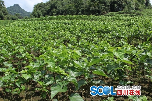 宜宾兴文县首届蚕桑文化旅游节开幕(图4) 宜宾兴文县首届蚕桑文化旅游节开幕(图4)