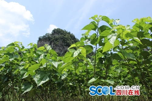 宜宾兴文县首届蚕桑文化旅游节开幕(图5) 宜宾兴文县首届蚕桑文化旅游节开幕(图5)