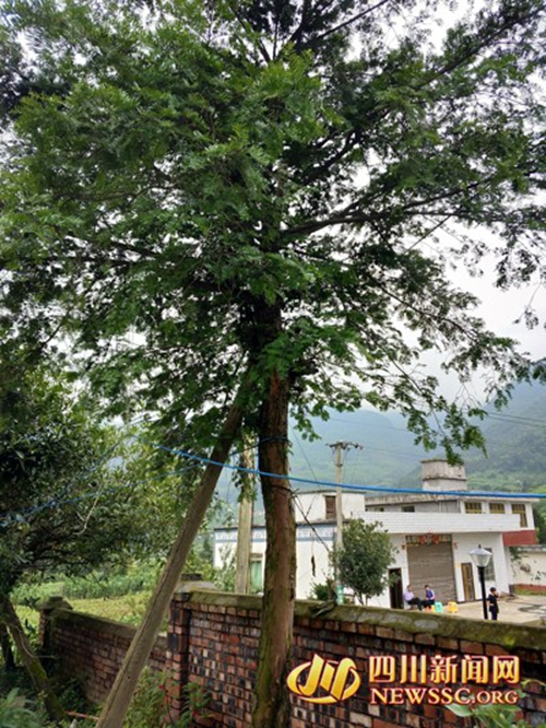 泸州男砍2棵红豆杉做炊具&nbsp;补栽近3亩森林赎罪(图1)