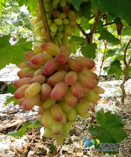 宜宾南溪“百里冲”葡萄园&nbsp;&nbsp;今夏食客最美相遇(图1)
