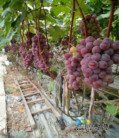 宜宾南溪“百里冲”葡萄园&nbsp;&nbsp;今夏食客最美相遇(图3)