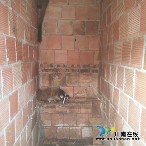 果子狸“东南飞”——合江县张白垇村产业扶贫(图8) 果子狸“东南飞”——合江县张白垇村产业扶贫(图8)