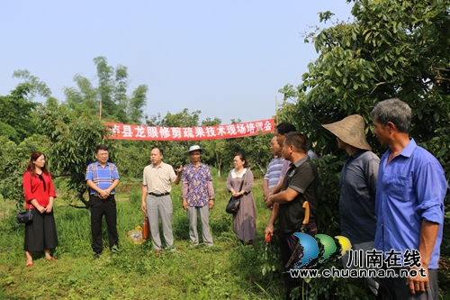 泸县召开龙眼修剪疏果技术现场培训会(图2)