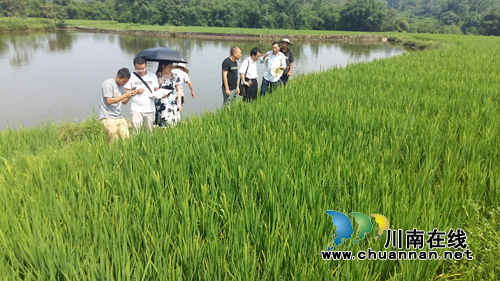 市、县保险公司到泸县调研杂交水稻避灾减灾情况(图1) 市、县保险公司到泸县调研杂交水稻避灾减灾情况(图1)