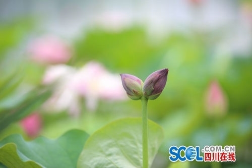 遂宁荷花展“莲·廉”共生&nbsp;每天上千人上岛赏荷(图5)