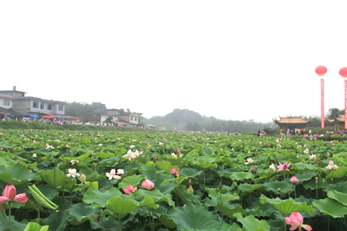 赏荷钓虾 长宁桃坪乡第三届荷花观赏月启动(图2) 赏荷钓虾 长宁桃坪乡第三届荷花观赏月启动(图2)