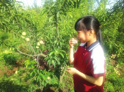 自贡茵红李采摘节开幕&nbsp;当天收入100多万(图1)
