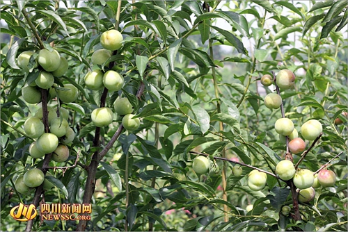 宜宾高场镇举办首届茵红李生态文化节(图3) 宜宾高场镇举办首届茵红李生态文化节(图3)