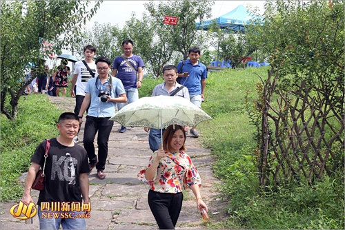 宜宾高场镇举办首届茵红李生态文化节(图4) 宜宾高场镇举办首届茵红李生态文化节(图4)