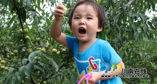 约吃！泸州江北镇九丰茵红李采摘园14日开园(图3)