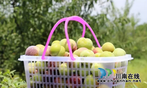 约吃！泸州江北镇九丰茵红李采摘园14日开园(图4)