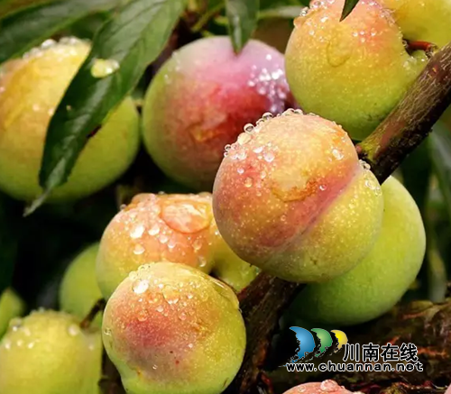 约吃！泸州江北镇九丰茵红李采摘园14日开园(图6)