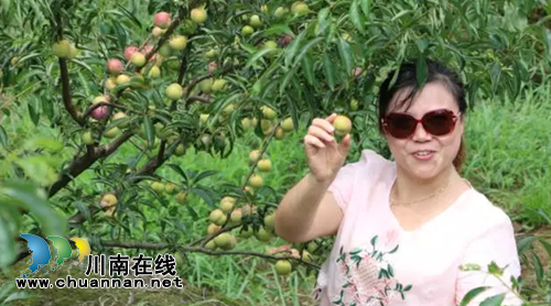 约吃！泸州江北镇九丰茵红李采摘园14日开园(图5)