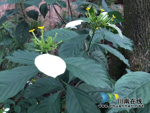 杨雪：镇龙山(图3)