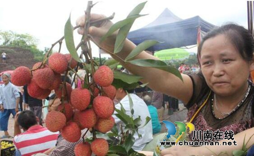宜宾大塔第五届荔枝节:吃荔枝捉鱼任你耍嗨!(图1) 宜宾大塔第五届荔枝节:吃荔枝捉鱼任你耍嗨!(图1)