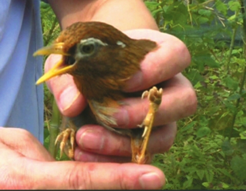 宜宾县80余只野生画眉放飞大自然(图1) 宜宾县80余只野生画眉放飞大自然(图1)