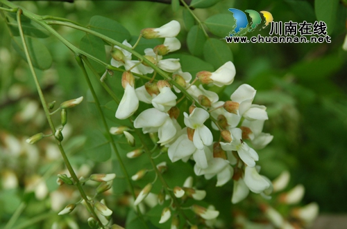 靳朝忠　&nbsp;流淌在血脉中的洋槐花香(图1)
