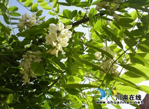 靳朝忠　&nbsp;流淌在血脉中的洋槐花香(图2)