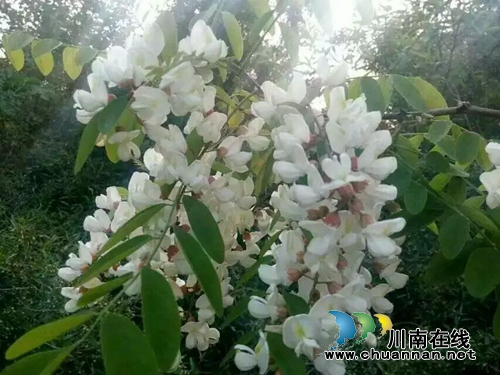 靳朝忠　&nbsp;流淌在血脉中的洋槐花香(图4)