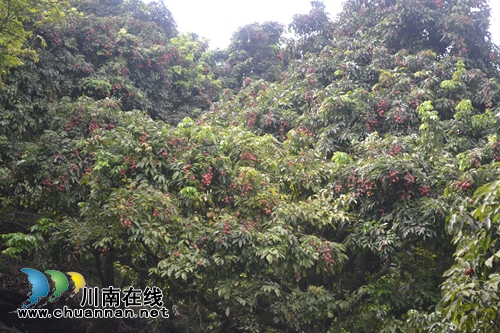 2017合江荔枝生态旅游节开幕(图9)