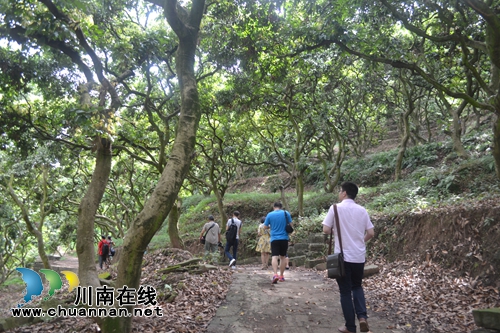 2017合江荔枝生态旅游节开幕(图12)