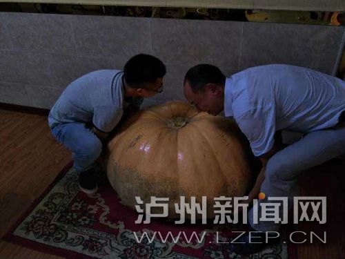 泸州种出300斤大南瓜&nbsp;原可长到1300多斤(图1)