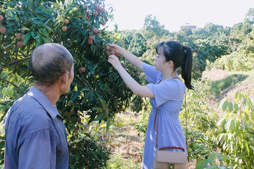 合江：又是一年荔枝季&nbsp;遥寄乡愁与甜蜜(图2)