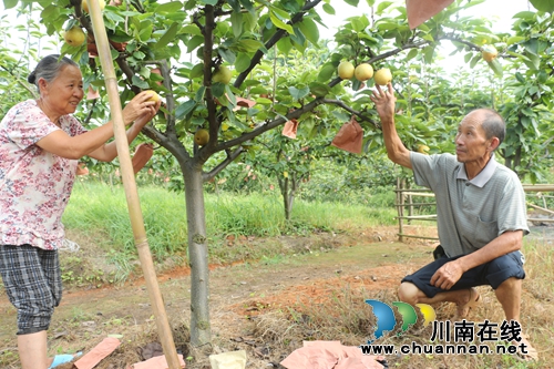 新潮！&nbsp;纳溪七旬果农自办采摘节“吸粉”(图1)