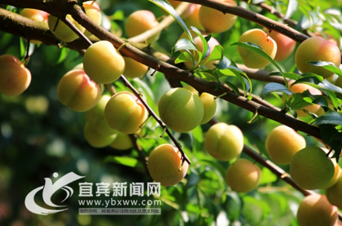 “李王”身价8888元 宜宾李子文化节助扶贫(图1) “李王”身价8888元 宜宾李子文化节助扶贫(图1)