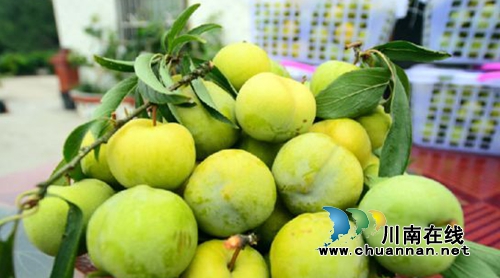 李子丰收了！约起到宜宾这些地方品“李子宴”(图4)