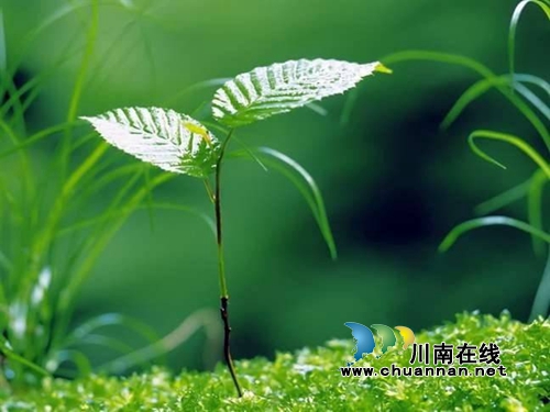 杨馨:风雨中(图5) 杨馨:风雨中(图5)
