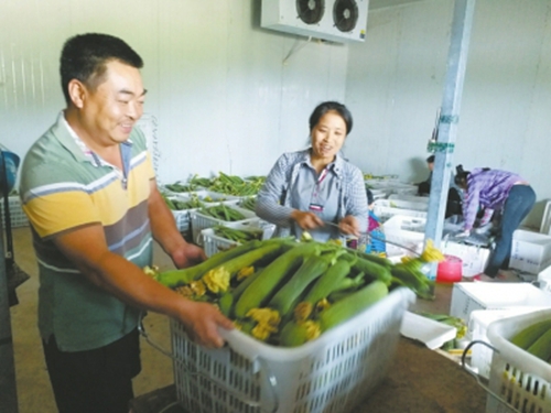 宜宾南溪:打造宜宾市的“菜篮子”示范区(图1) 宜宾南溪:打造宜宾市的“菜篮子”示范区(图1)